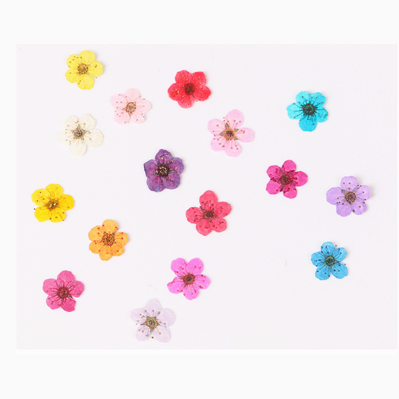 Resin Art Baby - ミニプレス乾燥水仙,60個,植物,ハーブ,エポキシ樹脂,ジュエリー,ブックマーク,ネイルアート,手工芸品,diy用