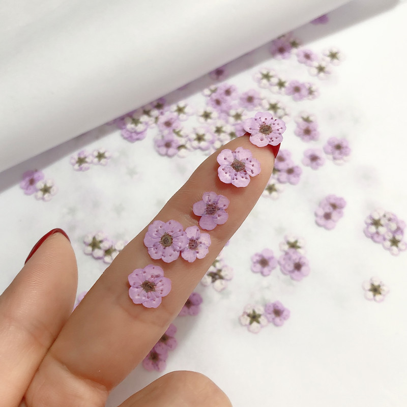 ミニプレス乾燥水仙,60個,植物,ハーブ,エポキシ樹脂,ジュ - Resin Art Baby のレビューと価格