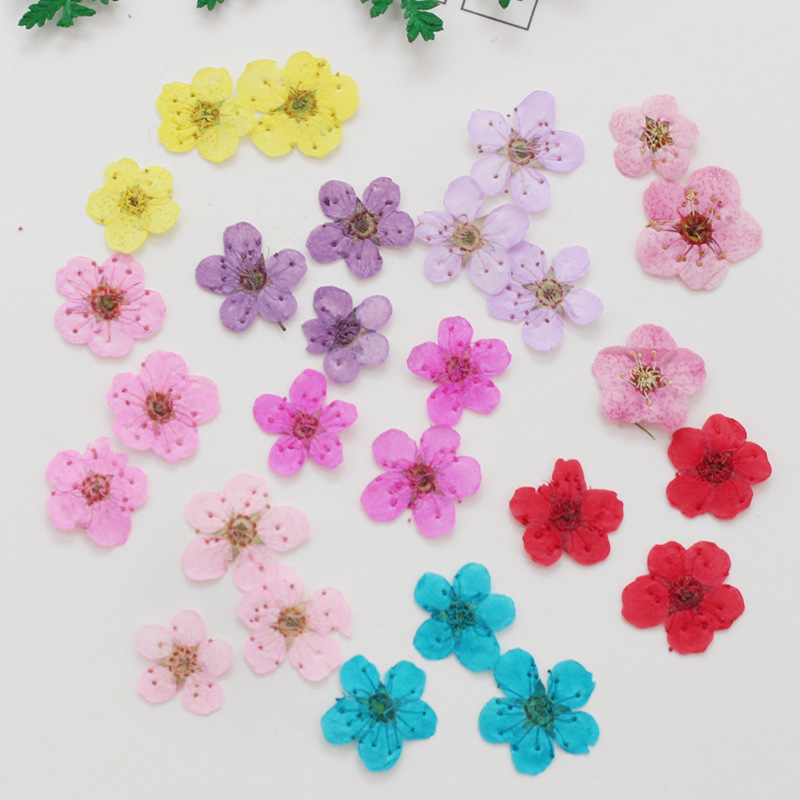 ミニプレス乾燥水仙,60個,植物,ハーブ,エポキシ樹脂,ジュ - Resin Art Baby のレビューと価格