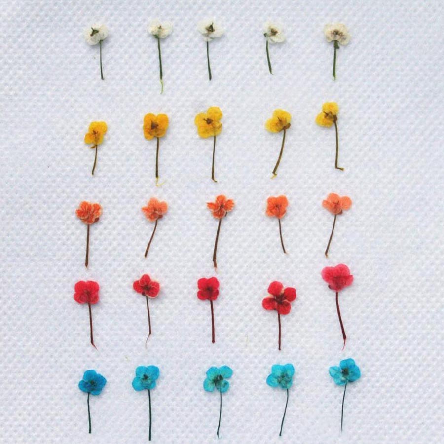 60個入り ミニ押し花 - 写真立て、レジンジュエリー、スマ - Resin Art Baby のレビューと価格